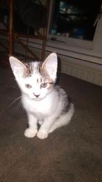 kittens, Dieren en Toebehoren, Katten en Kittens | Overige Katten, Meerdere dieren, 0 tot 2 jaar
