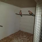 Bourke parkieten. Aqua opaline., Meerdere dieren, Parkiet, Geringd