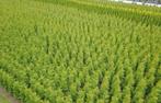 Thuja Brabant occidentalis conifeer, Ophalen of Verzenden, Conifeer, 100 tot 250 cm