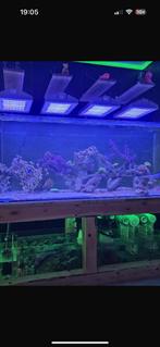 4x philips coral care led lampen gen1 V1, Ophalen of Verzenden, Zo goed als nieuw, Verlichting of Verwarming
