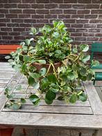 Peperomia kamerplant, Ophalen, Overige soorten, Volle zon