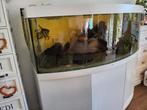 Juwel Aquarium 450L met gebogen glas – Compleet, Dieren en Toebehoren, Vissen | Aquaria en Toebehoren, Ophalen, Gebruikt, Leeg aquarium