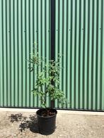 Acer griseum 90 cm, Ophalen, Overige soorten, Minder dan 100 cm