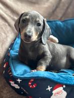 Blue en tan reutje, Dieren en Toebehoren, Honden | Teckels en Dashonden, Reu, CDV (hondenziekte), 8 tot 15 weken, Korthaar