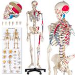 Professioneel Gedetailleerd Menselijk Anatomiemodel Skelet!, Nieuw, Ophalen of Verzenden