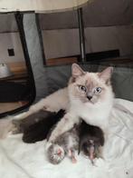 Kruising maincoon en american ragdoll kittens, Dieren en Toebehoren, Meerdere dieren