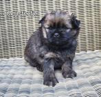 Puppy's, Rabiës (hondsdolheid), 8 tot 15 weken, Meerdere, Meerdere dieren