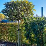 Bol Catalpa, Tuin en Terras, Ophalen, Overige soorten