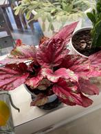 Begonia, Ophalen of Verzenden, Overige soorten, Minder dan 100 cm