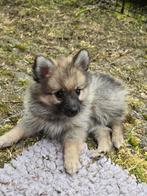 Mooie kleine pomsky pup op zoek naar een nieuw baasje., Overige rassen, 8 tot 15 weken, Teef, Eén hond