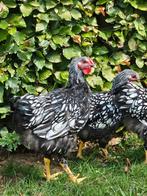 Wyandotte groot haan, Dieren en Toebehoren, Pluimvee, Mannelijk, Kip