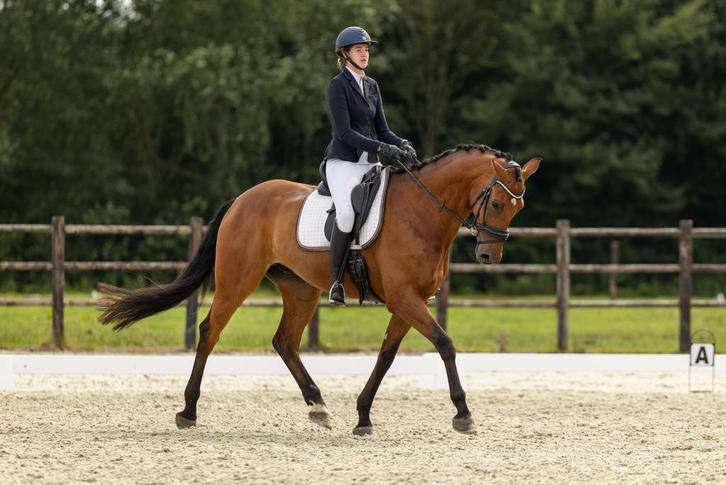 Instructie aangeboden, Dieren en Toebehoren, Paarden en Pony's | Overige Paardenspullen, Nieuw, Dressuur, Ophalen of Verzenden