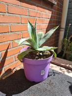 Agave plant, Tuin en Terras, Planten | Tuinplanten, Ophalen, Bloeit niet, Overige soorten, Volle zon