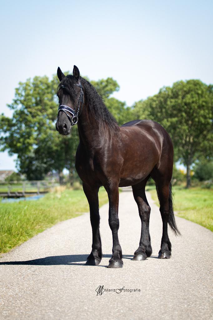 Geweldige fries te koop, Dieren en Toebehoren, Paarden, Ruin, L, 160 tot 165 cm, 7 tot 10 jaar, Dressuurpaard, Ontwormd, Ingeënt