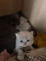 Perzische kittens, Dieren en Toebehoren, Katten en Kittens | Raskatten | Langhaar, Meerdere dieren