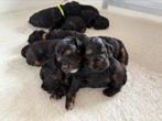 Cockapoo pups, Dieren en Toebehoren, Honden | Niet-rashonden, CDV (hondenziekte), 8 tot 15 weken, Meerdere, Meerdere dieren