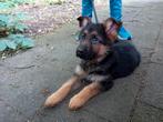 Lieve Duitse herder pup te koop inclusief. Toebehoren, Dieren en Toebehoren, Honden | Herdershonden en Veedrijvers, Reu, 8 tot 15 weken