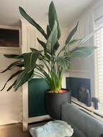 Paradijsvogel plant - 1.40m hoog (met pot), Huis en Inrichting, Kamerplanten, 100 tot 150 cm, Overige soorten, In pot, Groene kamerplant