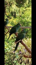 4 blauwe kakarikies, Dieren en Toebehoren, Vogels | Parkieten en Papegaaien, Mannelijk, Parkiet, Geringd
