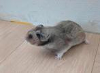 Syrische - Goudhamster, Hamster, Juni, Mannelijk, Tam