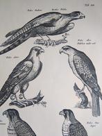 Oude Prent Roofvogels, Verzamelen, Foto's en Prenten, Verzenden, 1960 tot 1980, Gebruikt