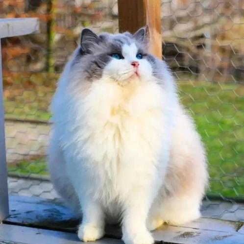 Ragdoll Blue Bicolor Dekkater - Chocolate drager, Diensten en Vakmensen, Dieren | Katten | Verzorging, Oppas en Les