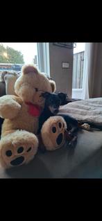 Boerenfox Pincher look a like, Reu, 1 tot 2 jaar, Eén hond, Middel