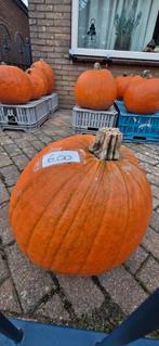 Pompoenen & Sierpompoenen - Leuke Prijsjes!, Tuin en Terras, Planten | Tuinplanten, Volle zon, Eenjarig, Ophalen of Verzenden