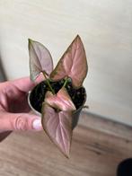 Syngonium pink, Huis en Inrichting, Kamerplanten, Ophalen of Verzenden