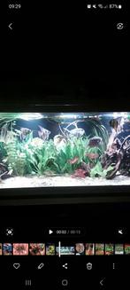 Gezocht aquarium planten, Vis