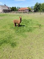 Jonge Alpaca merrie, Dieren en Toebehoren, Overige Dieren, Januari, Vrouwelijk