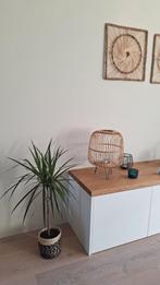 Dracena Marginata met Mand - Stijlvolle kamerplant, Ophalen, In pot