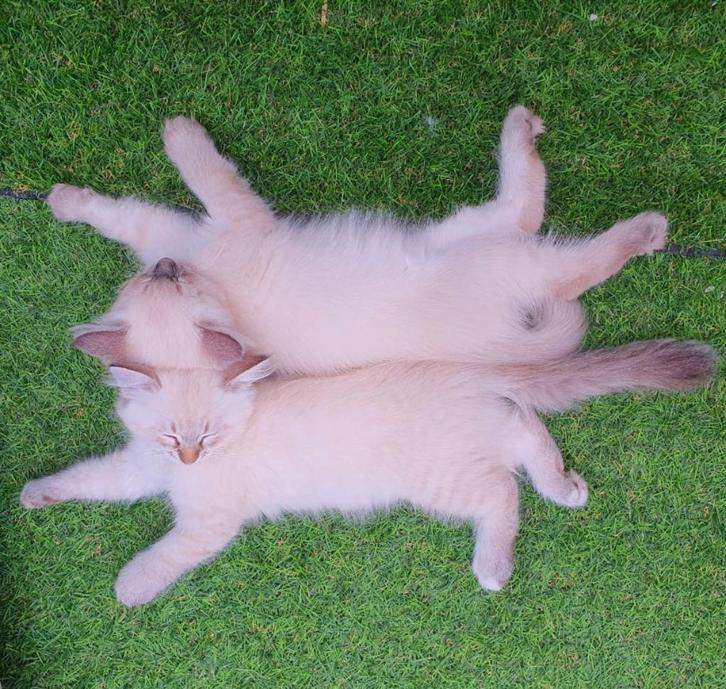 Siberische kitten ❤️ Neva Masquerade️, hypoallergeen, Dieren en Toebehoren, Katten en Kittens | Raskatten | Langhaar, Poes, 0 tot 2 jaar