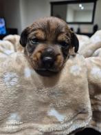 Jack russel pups, Dieren en Toebehoren, Jack Russell Terriër, 8 tot 15 weken, Meerdere, Meerdere dieren