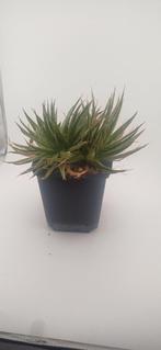 agave schidigera, Huis en Inrichting, Kamerplanten, Vetplant, Ophalen of Verzenden, Minder dan 100 cm, Volle zon
