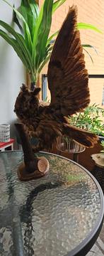 Opgezette Uil met Uitgespreide Vleugels, Ophalen