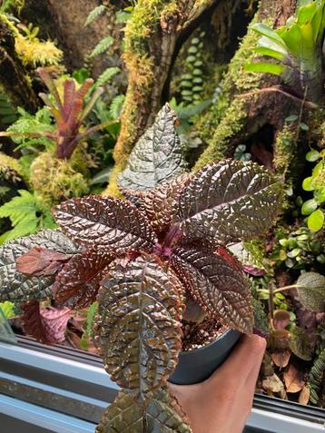 Nautilocalyx bullatus (Gesneriaceae) terrariumplant beschikbaar voor biedingen