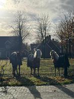 Verzorgpaarden aangeboden Halsteren. Verzorg(st)er bijrijder, Dieren en Toebehoren, Ophalen of Verzenden, Zo goed als nieuw