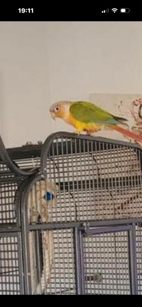 Phyrura pineapple tam, Dieren en Toebehoren, Vogels | Parkieten en Papegaaien, Geslacht onbekend