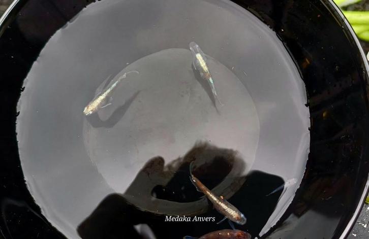 Medaka 10 soorten (Eitjes +Opkweekset tot volwassen), Dieren en Toebehoren, Vissen | Aquariumvissen, Zoetwatervis, Vis, Schoolvis