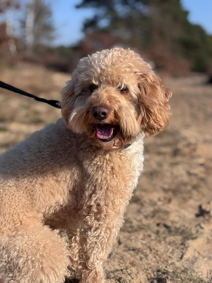 Dekreu Labradoodle mini, Dieren en Toebehoren, Honden | Dekreuen, Reu, Particulier, Eén hond, Nederland, 3 tot 5 jaar, CDV (hondenziekte)