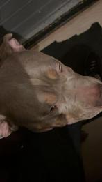 Bully XL rue lieve hond speels, Dieren en Toebehoren, Reu, 1 tot 2 jaar, Bulldog, Eén hond