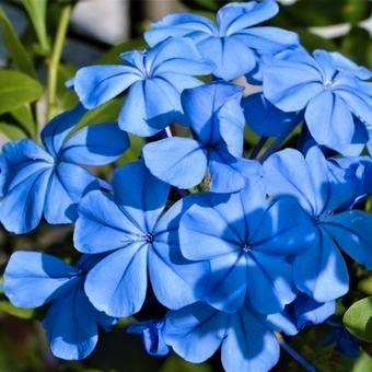 Plumbago aurriculata in 3 liter pot grote plant . beschikbaar voor biedingen