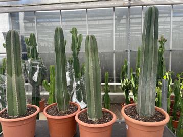 Cactus Marginatocereus totale hoogte circa 78cm-88cm Pot 27 beschikbaar voor biedingen