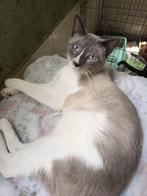 ACE: Milan, alle andere katten zijn zijn vrienden, Kater, Kortharig, 0 tot 2 jaar