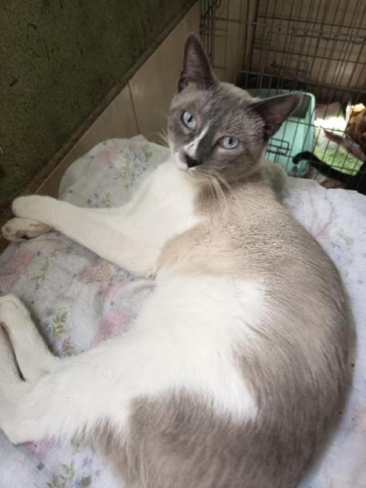 ACE: Milan, alle andere katten zijn zijn vrienden, Dieren en Toebehoren, Katten en Kittens | Overige Katten, Kortharig, Kater