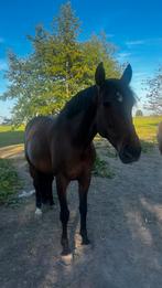 Gezocht paardenbak vulling, Dieren en Toebehoren, Stalling en Weidegang