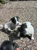 4 leuke teefjes jack russel x parson terrier (2 beschikbaar), Dieren en Toebehoren, Honden | Jack Russells en Terriërs, Particulier