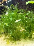 Super Pearl White garnalen!  (Witte garnalen), Kreeft, Krab of Garnaal