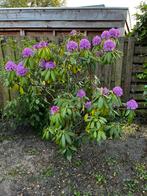 Rododendron, Tuin en Terras, Planten | Tuinplanten, Ophalen, Zomer, Overige soorten, Volle zon